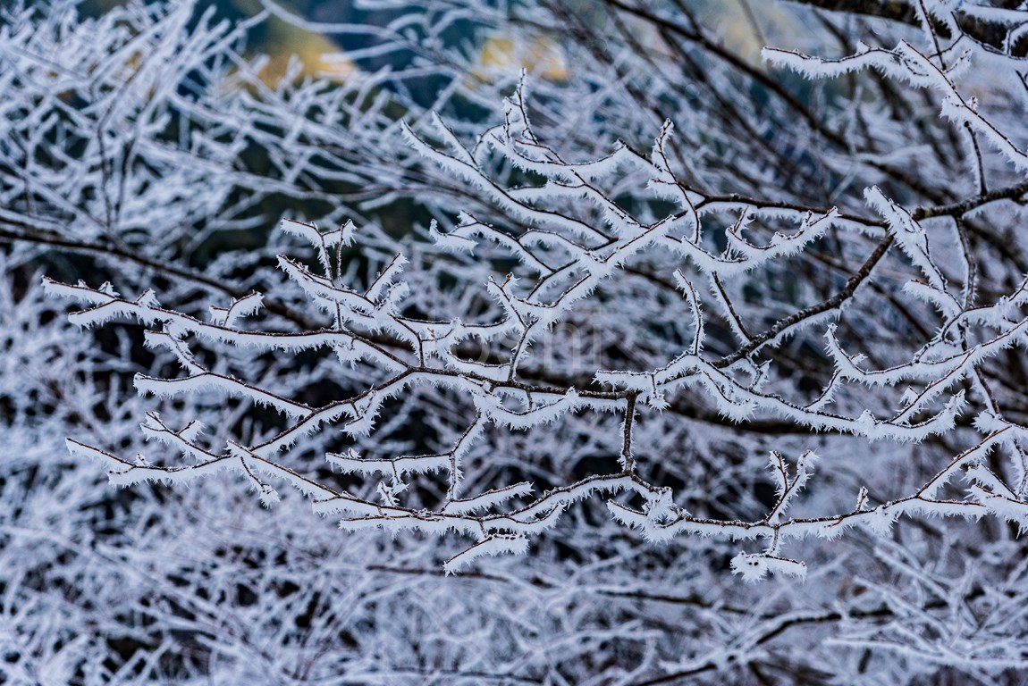 野迫川　樹氷_c0350572_22260132.jpg