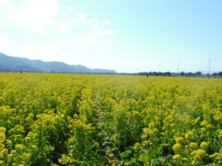 道の駅ベイファームの菜の花_e0046477_17084162.jpg