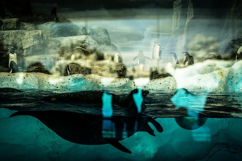 重層的な光蜥蜴が棲む水族館_d0353489_15413377.jpg