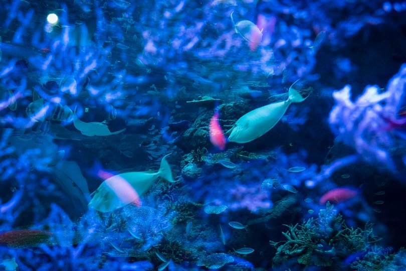 重層的な光蜥蜴が棲む水族館_d0353489_15422007.jpg
