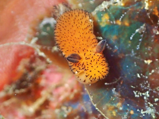 e0115199_12552578.jpg