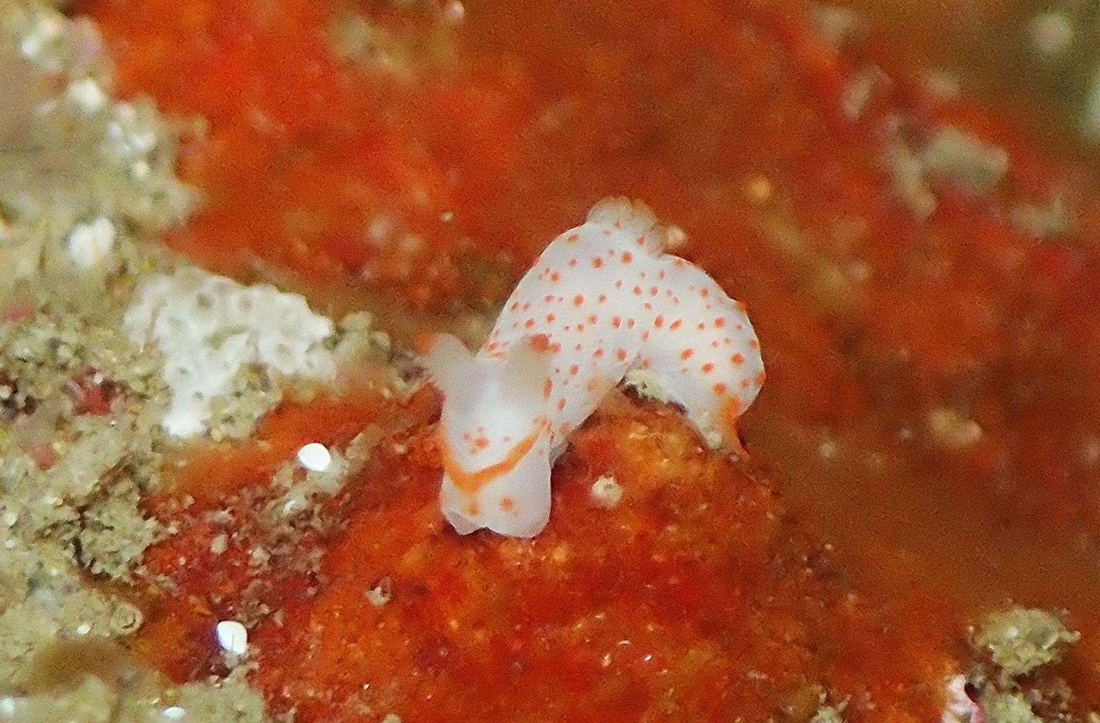 e0115199_12554780.jpg