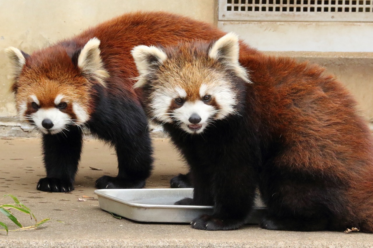 2本足で立つレッサーパンダの ひまわり ミルク 旅プラスの日記