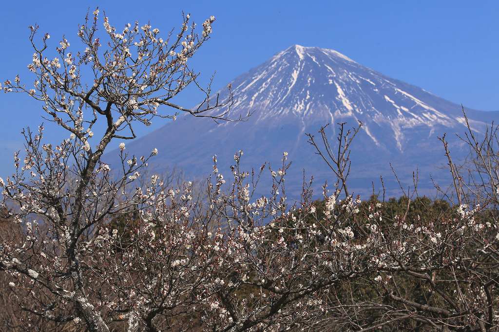 岩本山の梅~2_a0188405_08024605.jpg