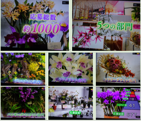 世界らん展2019~花と緑の祭典~BSプレミアム再放送…2019/2/19_f0231709_17010871.png