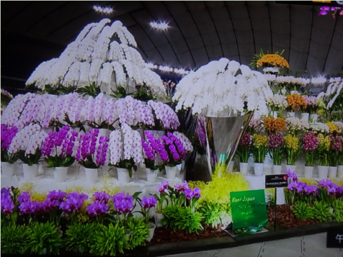 世界らん展2019~花と緑の祭典~BSプレミアム再放送…2019/2/19_f0231709_17064122.png