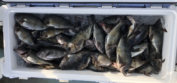 ３０日 日 豊後水道 タチウオ狙い とりあえずは試練の波風です O 愛媛 松山 伊予灘 高速遊漁船 Pilar 海人 本日の釣果