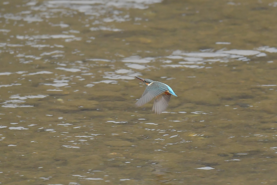 190219 公園脇の雌水出など_c0278820_17050107.jpg