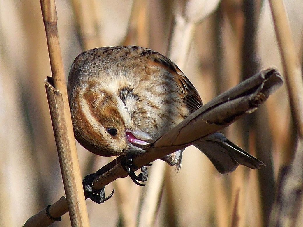 Reed　Bunting（オオジュリン大寿林）の舌が見えた！・・・毛羽立ちがクッキリの高精細な画像を求む♪_a0031821_13495390.jpg