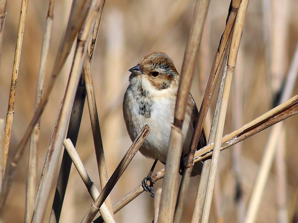 Reed　Bunting（オオジュリン大寿林）の舌が見えた！・・・毛羽立ちがクッキリの高精細な画像を求む♪_a0031821_14070890.jpg