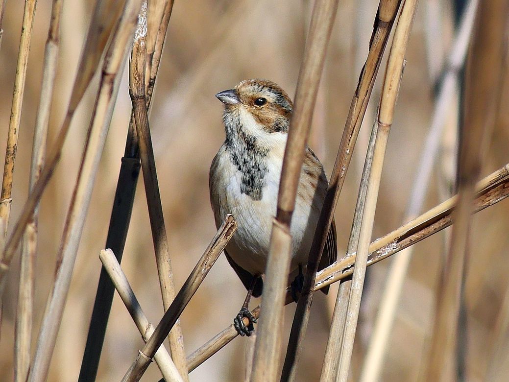 Reed　Bunting（オオジュリン大寿林）の舌が見えた！・・・毛羽立ちがクッキリの高精細な画像を求む♪_a0031821_14091490.jpg