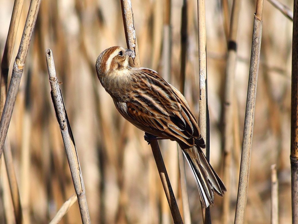 Reed　Bunting（オオジュリン大寿林）の舌が見えた！・・・毛羽立ちがクッキリの高精細な画像を求む♪_a0031821_14103342.jpg