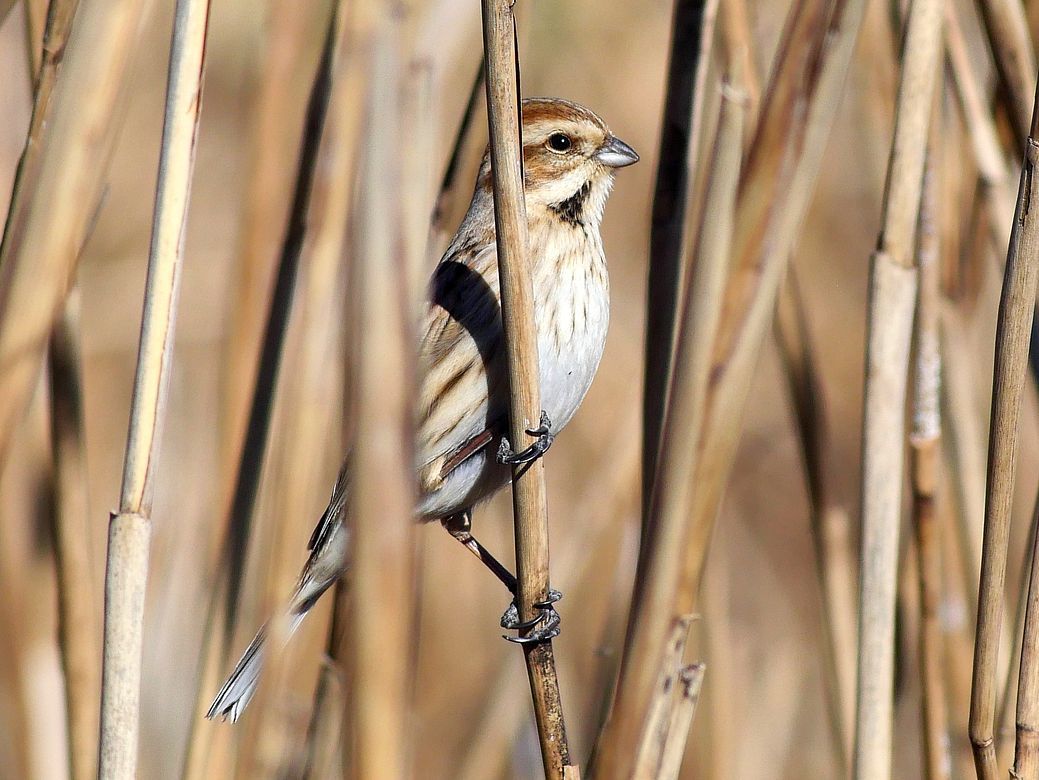 Reed　Bunting（オオジュリン大寿林）の舌が見えた！・・・毛羽立ちがクッキリの高精細な画像を求む♪_a0031821_14142852.jpg