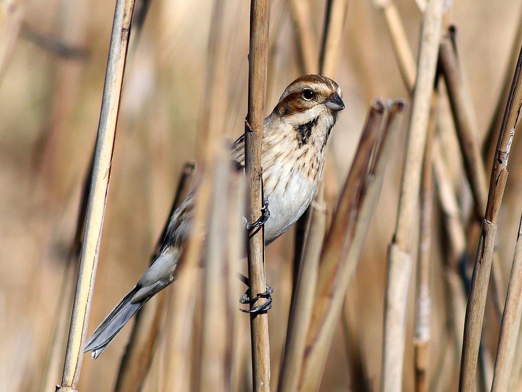 Reed　Bunting（オオジュリン大寿林）の舌が見えた！・・・毛羽立ちがクッキリの高精細な画像を求む♪_a0031821_14144950.jpg