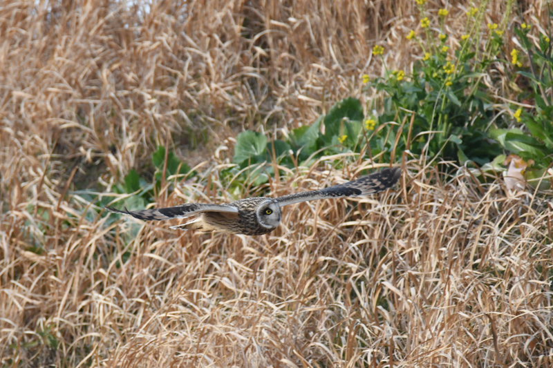 コミミズク飛翔_e0097534_09383584.jpg