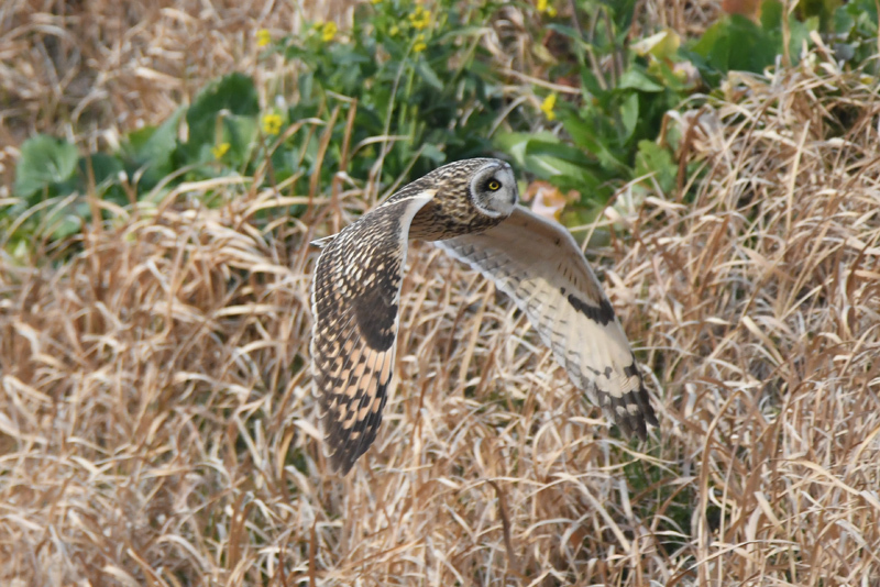 コミミズク飛翔_e0097534_09385523.jpg