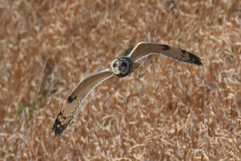 コミミズク飛翔_e0097534_09394676.jpg