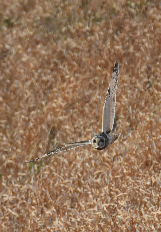 コミミズク飛翔_e0097534_09400496.jpg
