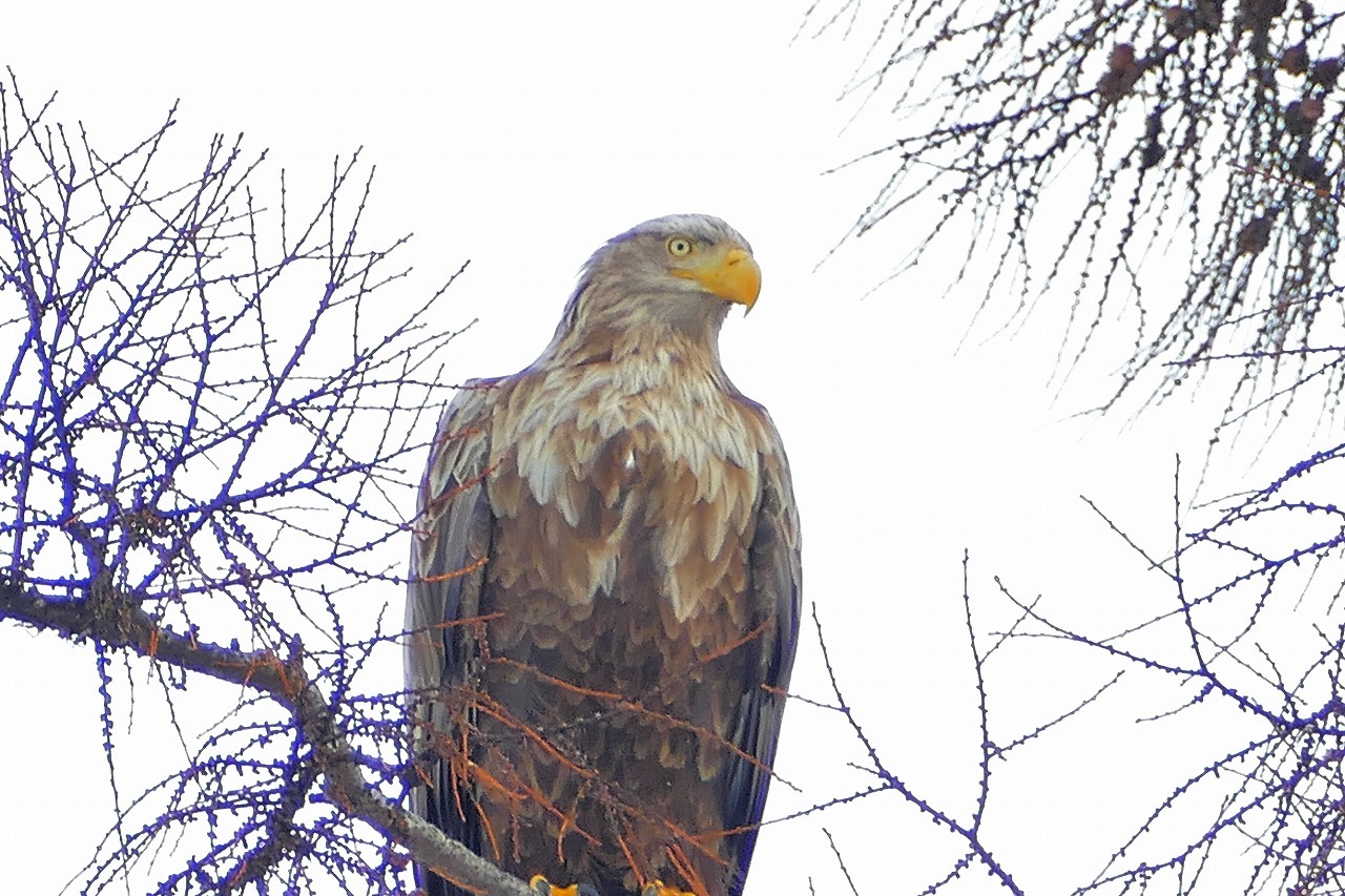 常盤公園を通って帰ったら、まさかのまさか・・_b0378536_18393452.jpg