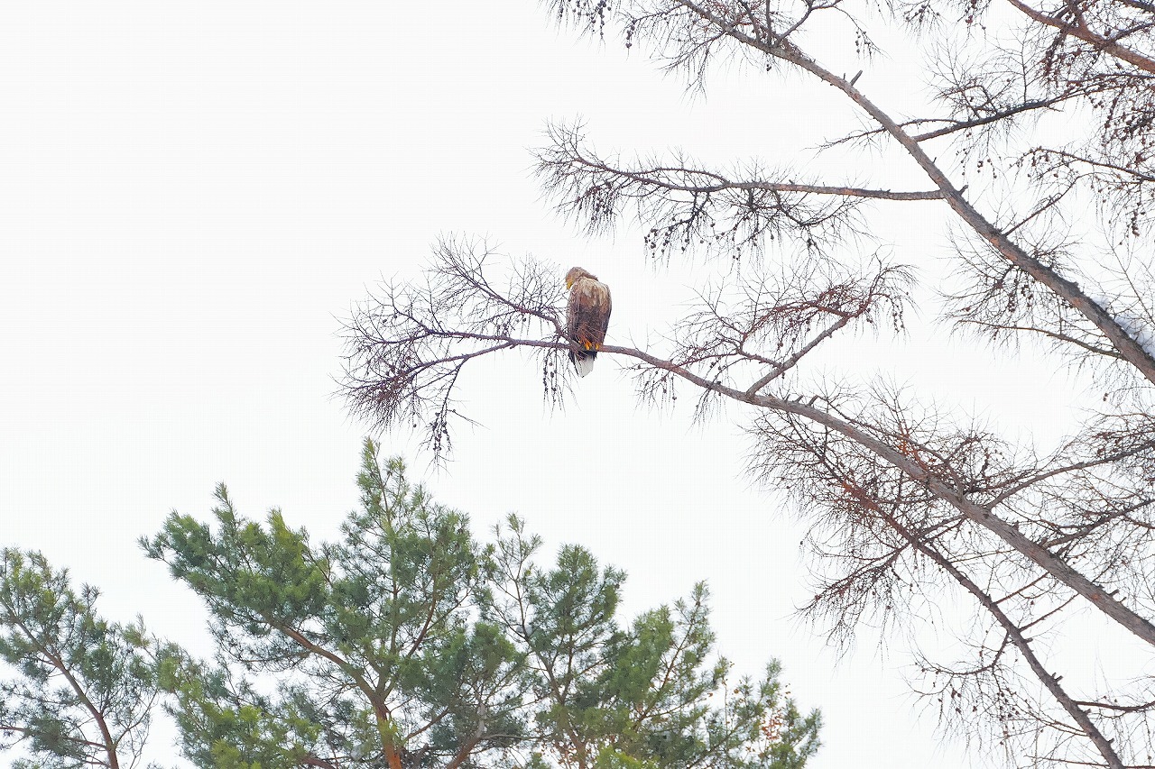 常盤公園を通って帰ったら、まさかのまさか・・_b0378536_18395226.jpg