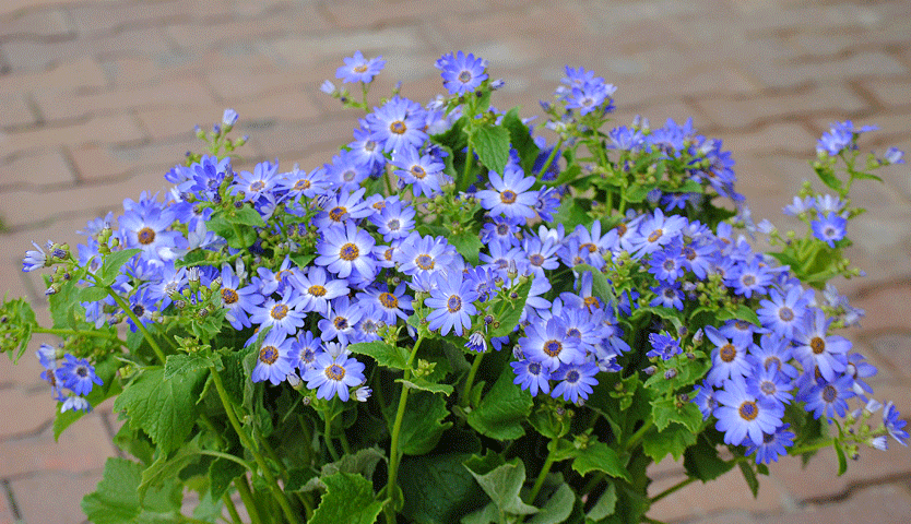 a0001354_23502816.gif