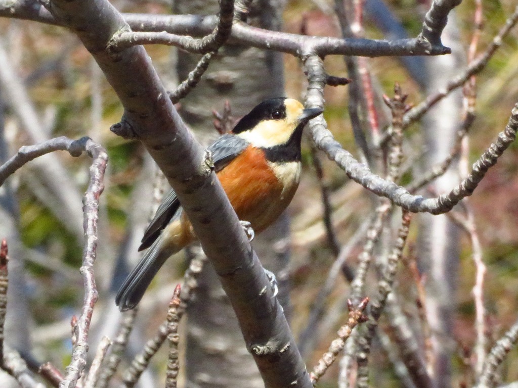 ヤマガラが掌の上に♪..._a0018655_09202239.jpg