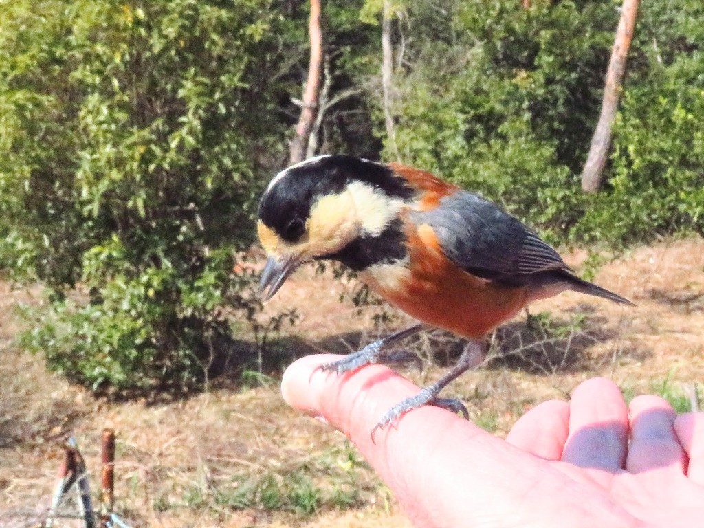 ヤマガラが掌の上に♪..._a0018655_09400376.jpg