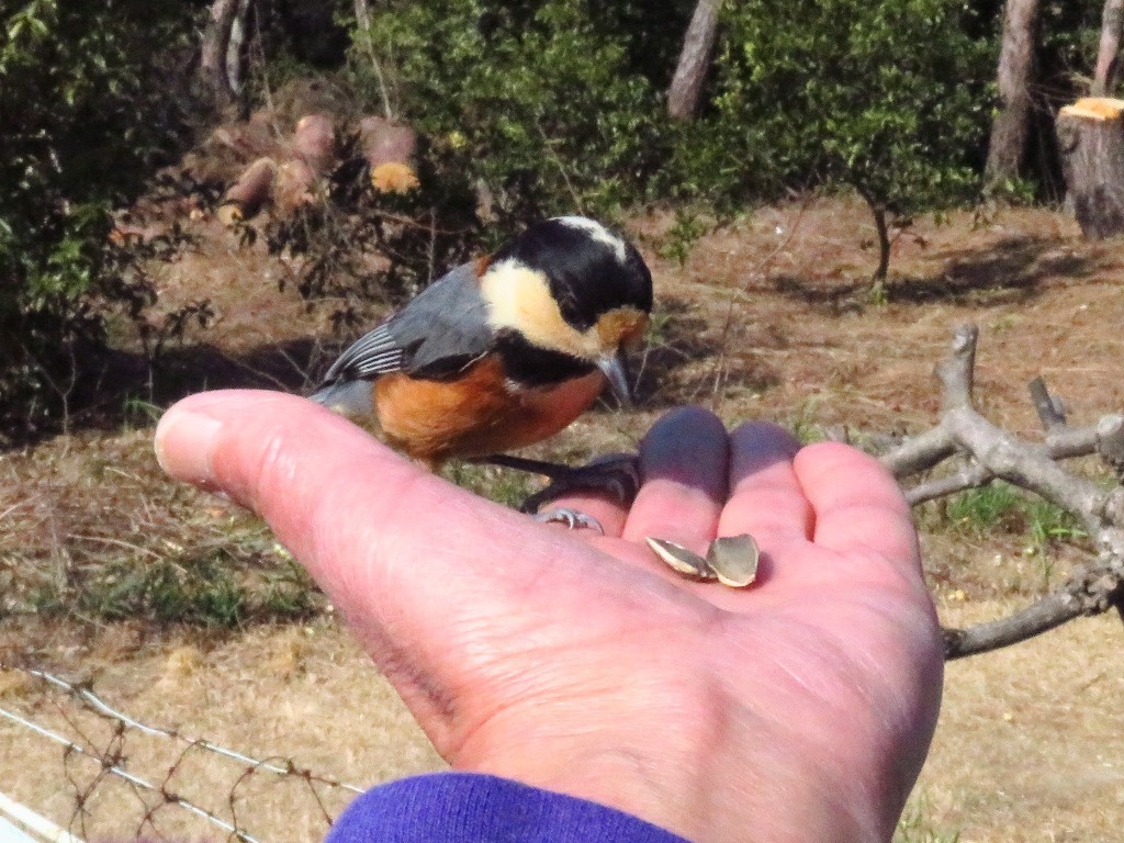 ヤマガラが掌の上に♪..._a0018655_09400377.jpg