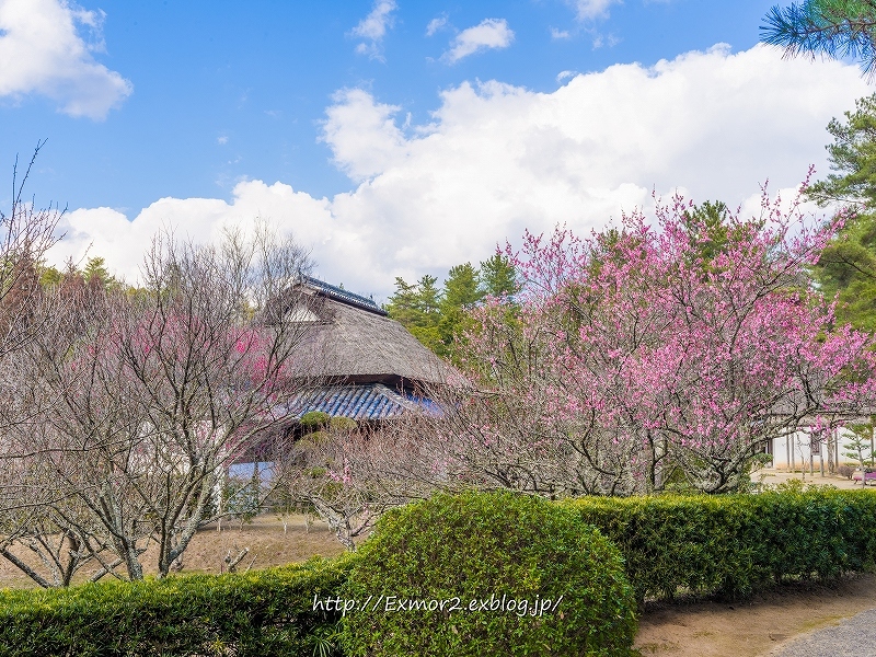 備中国分寺　春の足音_f0368258_21243731.jpg