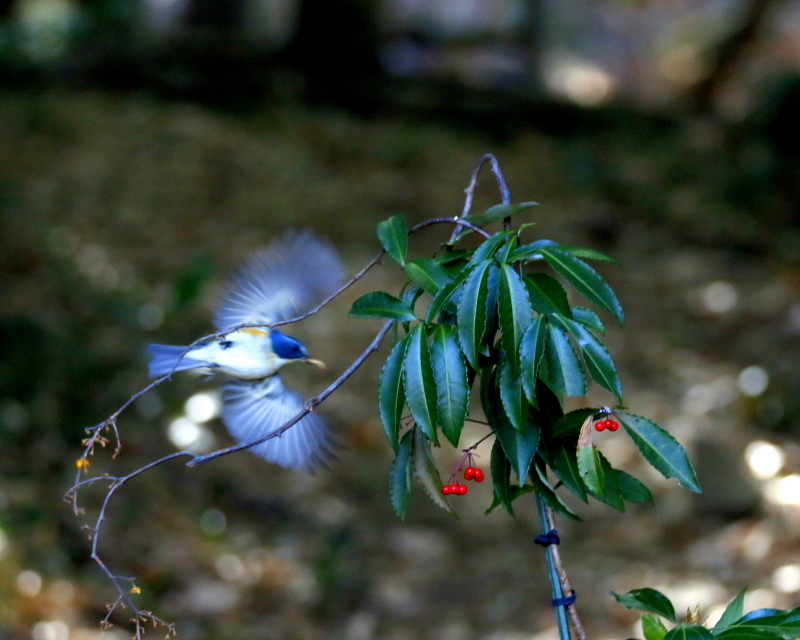 c0305565_17385512.jpg