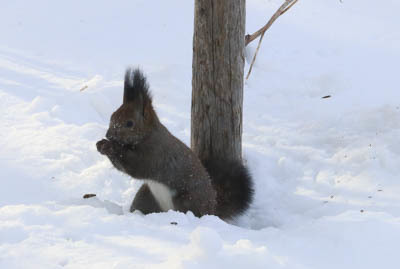 雪の上のエゾリスさん～2月の旭川_d0340565_20110580.jpg