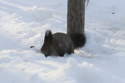 雪の上のエゾリスさん～2月の旭川_d0340565_20111187.jpg