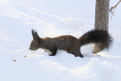 雪の上のエゾリスさん～2月の旭川_d0340565_20111825.jpg