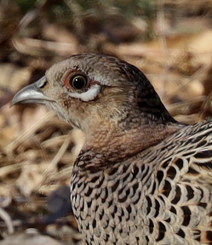 冬羽キジのメス 野鳥たちとの遭遇