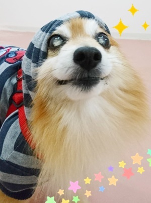 ぼく、ぴいすけ!_f0357682_19384460.jpg