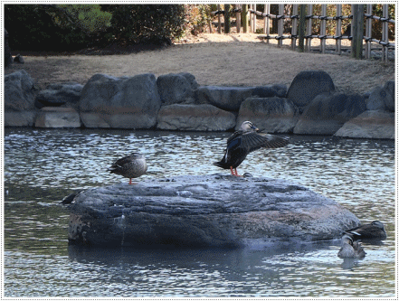 b0175688_00073079.gif