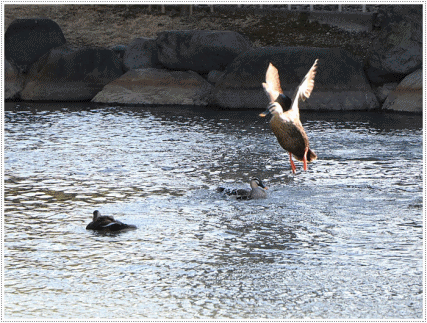 b0175688_00073337.gif