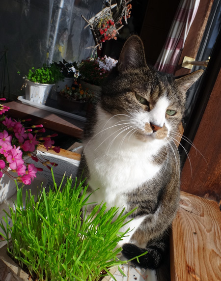 晴れた日の猫部屋と、大ハウス(大文字草の置き場)の様子♪_a0136293_14392319.jpg