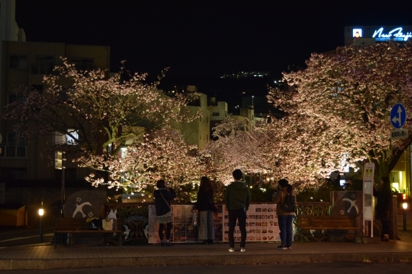 あたみ桜　糸川遊歩道沿い_d0035895_20350919.jpg