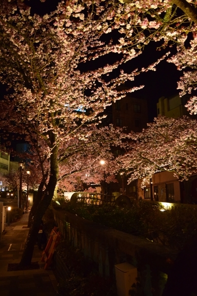 あたみ桜　糸川遊歩道沿い_d0035895_20364200.jpg