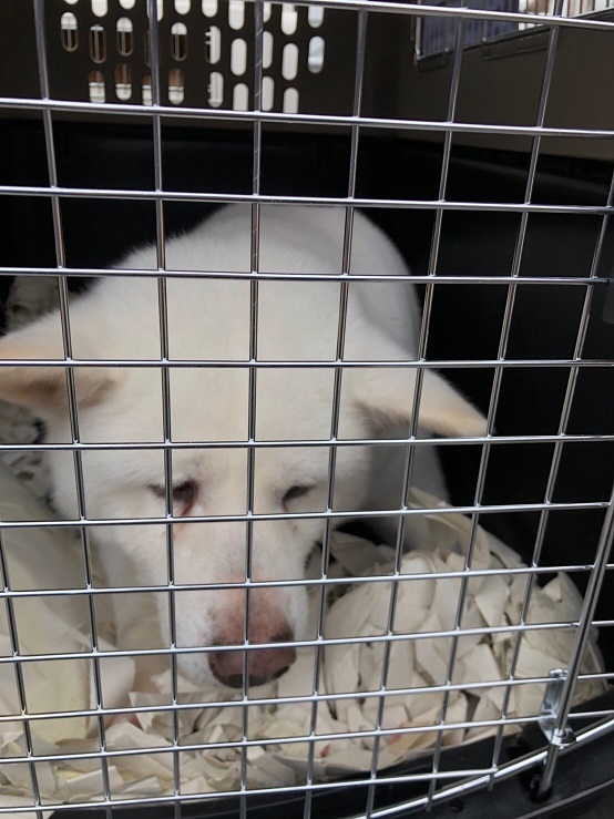 【里親募集】繁殖現場レスキューの秋田犬2匹_f0242002_10593504.jpg