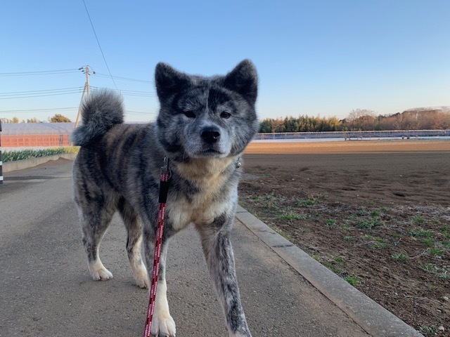 秋田犬の牡丹ちゃん、ご紹介!_f0242002_16035434.jpg
