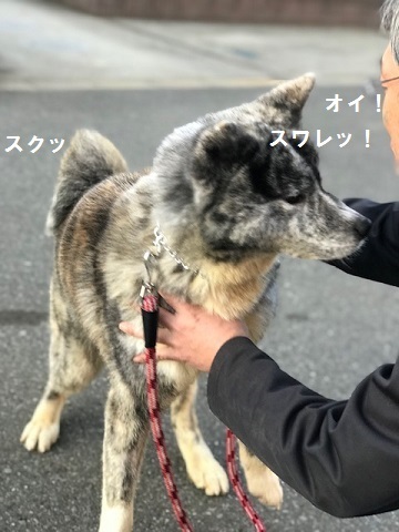 秋田犬の牡丹ちゃん、ご紹介！_f0242002_16593950.jpg