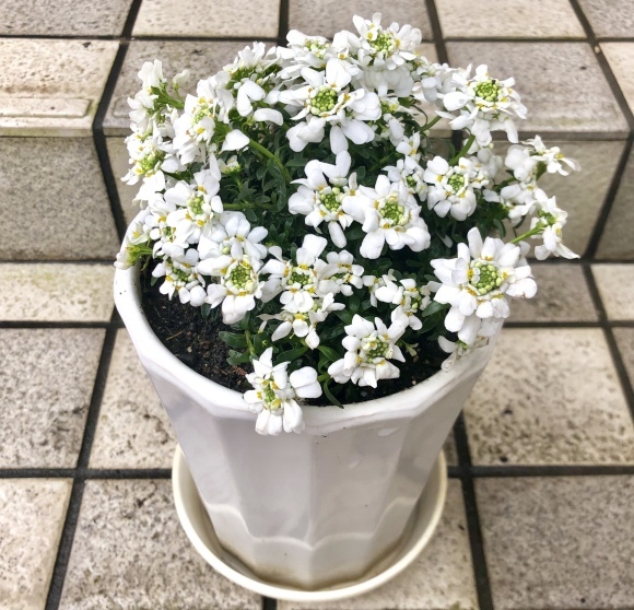 イベリスの鉢植 笑わせるなよ泣けるじゃないか2