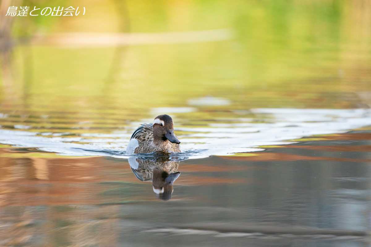 シマアジ（繁殖羽）・・・Garganey (Br)_e0139623_20361489.jpg