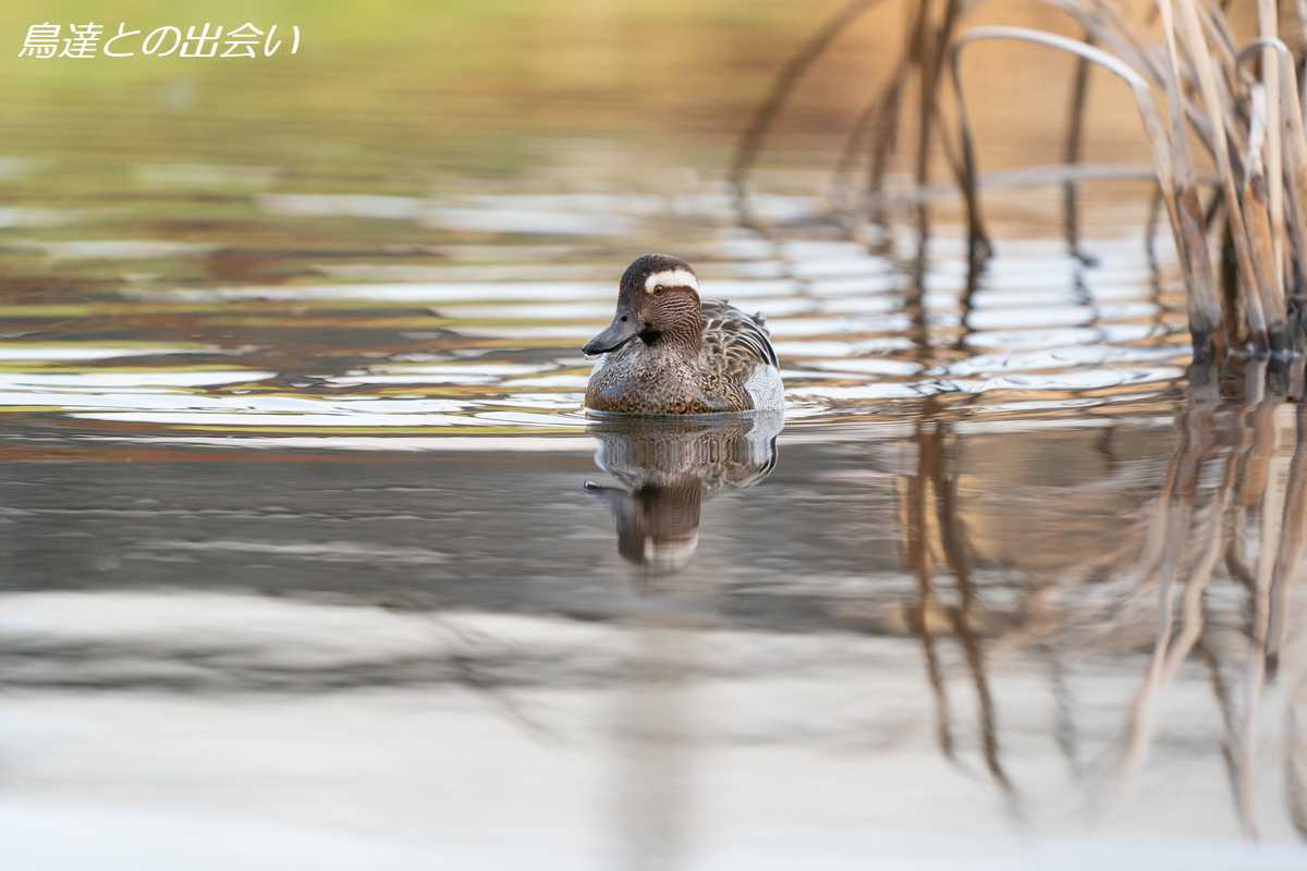 シマアジ（繁殖羽）・・・Garganey (Br)_e0139623_20362376.jpg