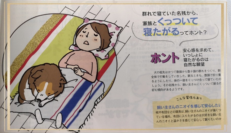 ゆず隊長も寝る時寄りかかります 札幌で白磁に簡単絵付け Ky S Gallery ポーセラーツ 日記 ゆず隊長も寝る時寄りかかります 札幌で白磁に簡単絵付け Ky S Gallery ポーセラーツ 日記
