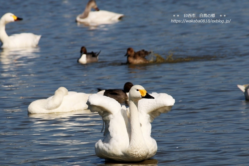 白鳥の大きな翼を羽ばたく姿に魅了されました 自然のキャンバス