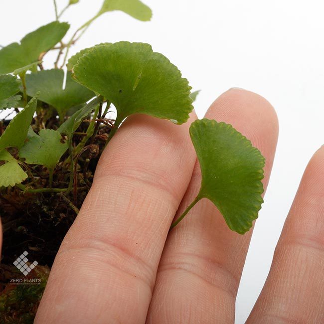新掲載植物～ 南米の小型着生シダ エラフォグロッサム