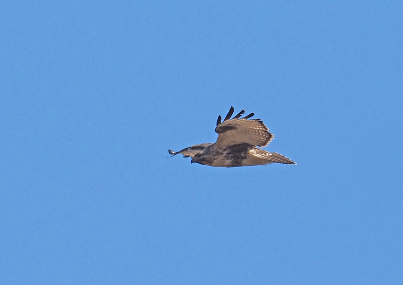 d0290240_14323906.gif